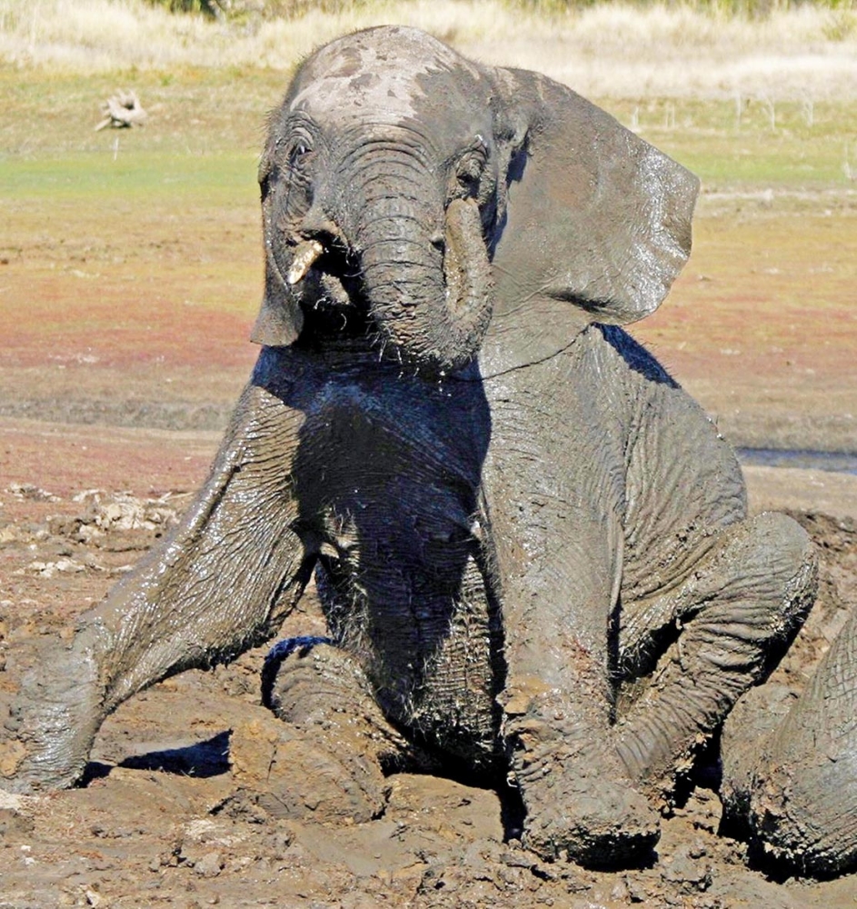 Elephant Whispers